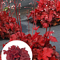 Гейхера (Heuchera) "Forever Red" 