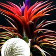 Тілландсия атмосферна "Іонанта" (Tillandsia Ionantha)