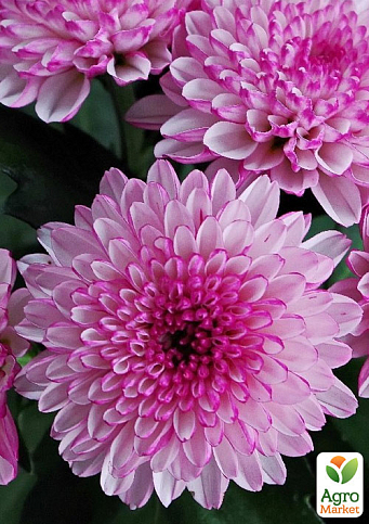 Хризантема букетна зрізальна "Marielle Pink" (вазон С1 висота 20-30см)