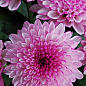 Хризантема букетна зрізальна "Marielle Pink" (вазон С1 висота 20-30см)