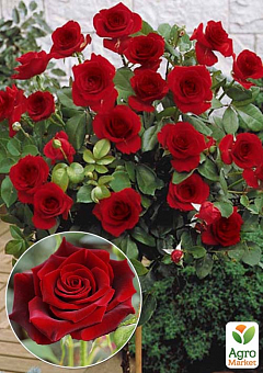 Троянда штамбова "Black Magic" (саджанець класу АА+) вищий сорт1