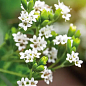 Стевия "Sweet leaf" (сахарозаменитель, лекарственное растение),С2