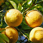 Понцирус Trifoliata (дикий лимон) купить