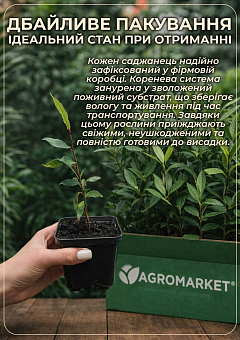 Лавр Австралійський "Pittosporum Tobira" (вічнозелений, високі декоративні якості)6