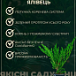 Можжевельник обыкновенный "Хиберника" (Hibernica) горшок P9 купить