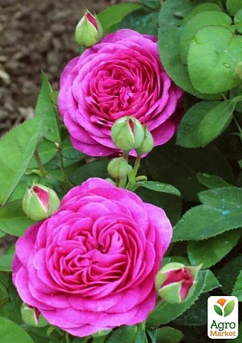 Троянда флорибунда "Heidi Klum Rose" (саджанець класу АА+) вищий сорт