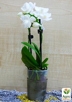 Орхидея Super Mini (Phalaenopsis) "White"1