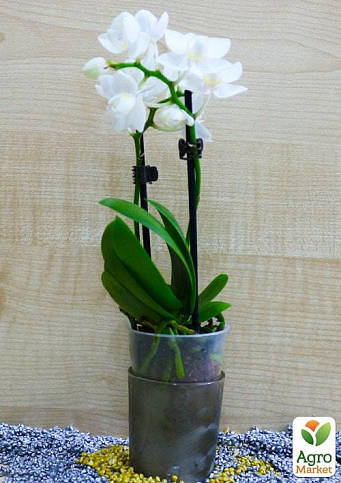 Орхидея Super Mini (Phalaenopsis) "White"