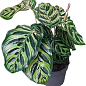 Калатея "Makoyana" высота 35-45см