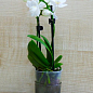 Орхідея Super Mini (Phalaenopsis) "White"