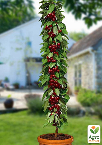 Черешня колоновидная "Яхим (Jachim)"