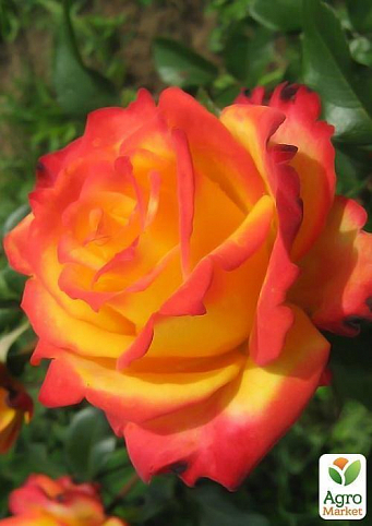 Троянда флорибунда "Майн Мюнхен" (саджанець класу АА +) вищий сорт