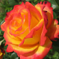 Роза флорибунда "Майн Мюнхен" (саженец класса АА+) высший сорт