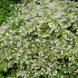 Дейция изящная "Variegata"  купить