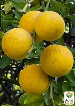 Понцирус Trifoliata (дикий лимон)4