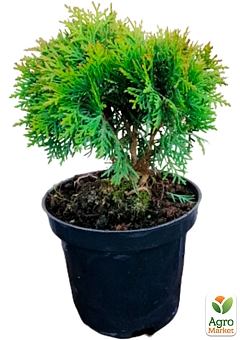 Туя західна "Danica" (Thuja occidentalis) С2, висота 15-20 см12