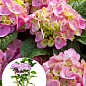 LMTD Гортензия крупнолистная цветущая 4-х летняя "Magical Revolution Pink" (40-60см)