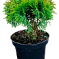 Туя западная "Danica" (Thuja occidentalis) С2, высота 15-20 см купить