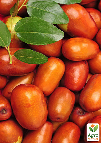 Зізіфус 2-х річний щеплений "Я-цзао" (ранній, великоплідний сорт)