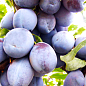 Слива "Блю Фри" (осенний сорт, поздний срок созревания)