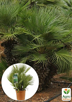 LMTD Хамеропс "Chamaerops Humilis" пальма карликовая Нидерланды  (высота 40-70см)1