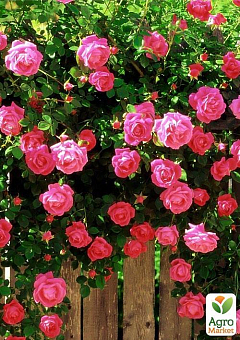 Роза плетистая "Розовая жемчужина" (саженец класса АА+) высший сорт1