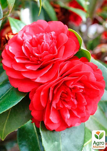 LMTD Камелия японская 2-х летняя "Lady Campbell" (высота 35-45см) - фото 8