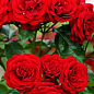Роза флорибунда "Lavaglut" (саженец класса АА+) высший сорт NEW
