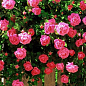 Роза плетистая "Розовая жемчужина" (саженец класса АА+) высший сорт