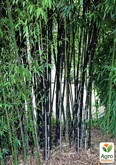 Бамбук "Phyllostachys Nigra" С3, висота 40-60см11