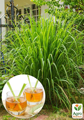 Лимонна трава Лемонграсс (корисна екзотична пряність цимбопогонів)