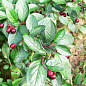 Кизильник блестящий вертикальный (Cotoneaster lucidus), С2 купить
