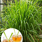 Лимонна трава Лемонграсс (корисна екзотична пряність цимбопогонів)