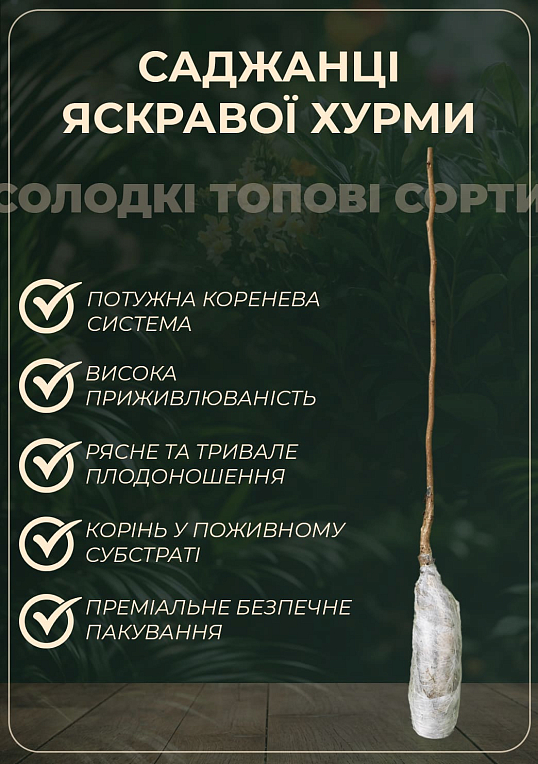 Хурма на віргінській морозостійкій підщепі  "Нікітська бордова" вищий сорт! - фото 2