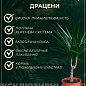 LMTD Драцена "White Jewel" (высота 20-30см) купить
