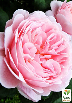 Эксклюзив! Роза чайно-гибридная чисто-розовая с мягким румянцем "Роскошная жизнь" (Luxurious life) (сорт на очень вкусное варенье)1