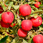 Яблуня "Власта" (літній сорт, середній термін дозрівання)