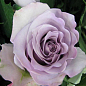 Троянда чайно-гібридна "Boyfriend" (саджанець класу АА +) вищий сорт