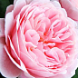 Эксклюзив! Роза чайно-гибридная чисто-розовая с мягким румянцем "Роскошная жизнь" (Luxurious life) (сорт на очень вкусное варенье)