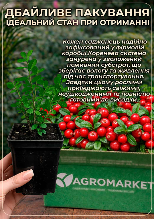 Брусника "Руно" (поздний срок созревания, очень урожайный сорт) - фото 4