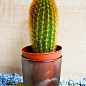 Кактус "Вебербауэроцереус" (Weberbauerocereus johnstonii) (Нидерланды)