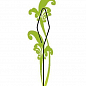 Опора для растений ТМ "ORANGERIE" тип A (зеленый цвет, высота 450 мм, диаметр проволки 3 мм)