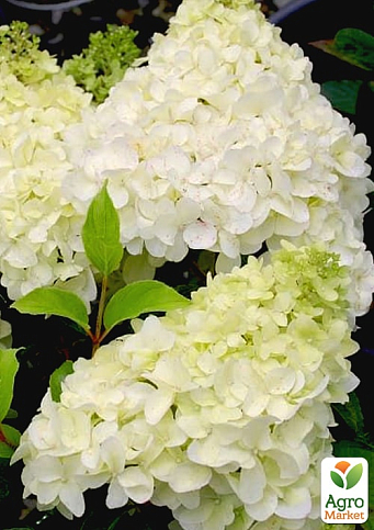 Гортензия метельчатая "Dentelle de Gorron" (контейнер P9)
