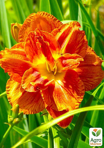 Лілійник "Mary Brown" - фото 4