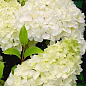 Гортензия метельчатая "Dentelle de Gorron" (контейнер P9)