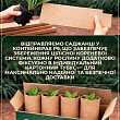 Гортензия крупнолистная "Хамелеон" (Chameleon) цена