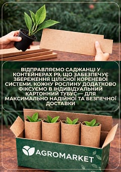 Гортензия крупнолистная "Хамелеон" (Chameleon)1