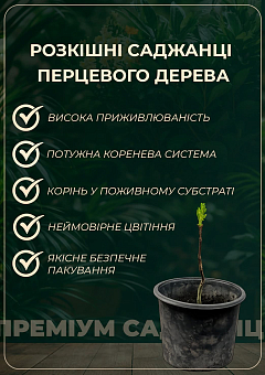 Сичуанський перець «Zanthoxylum» (перцеве дерево) висота 10см1