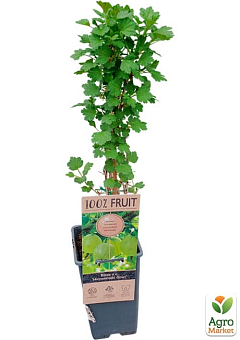 LMTD Крыжовник "Hinnonmaki Green" (сортовой, укорененный) высота 50-70см25