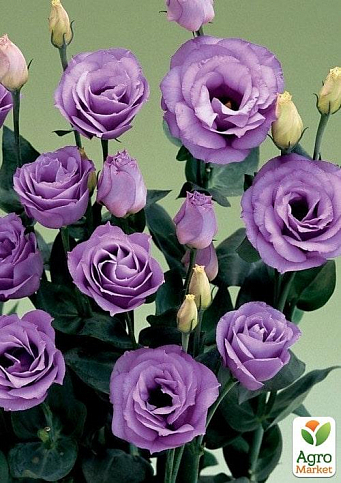 Еустома махрова "Croma Lavender" - фото 2